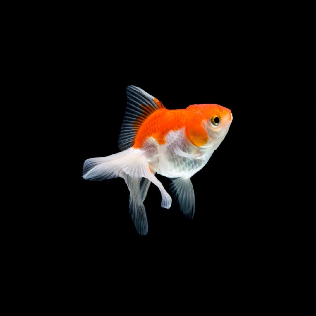 Aquarium goldfish cheap price